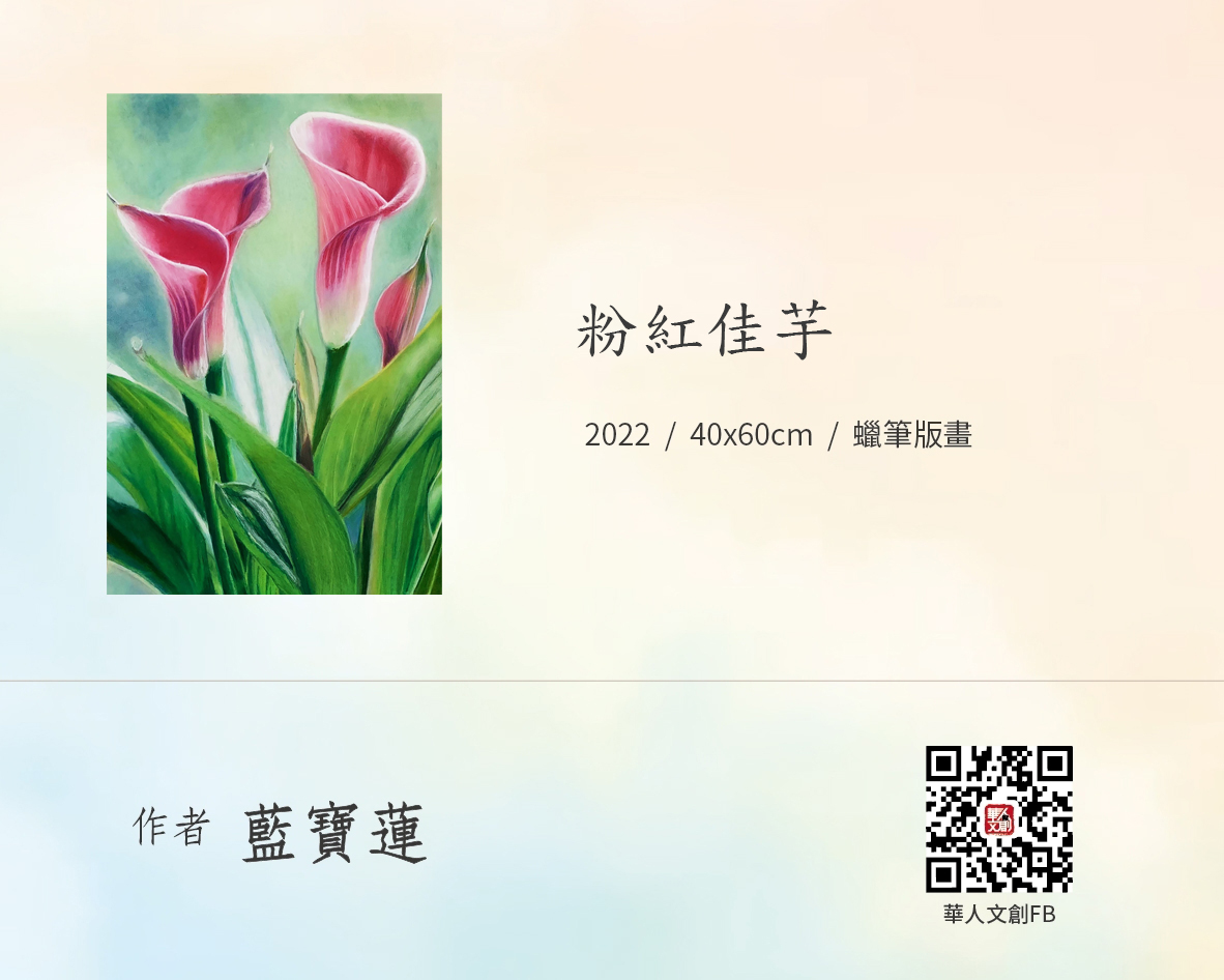粉紅佳芋